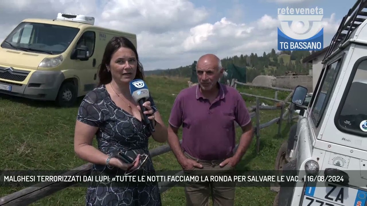 MALGHESI TERRORIZZATI DAI LUPI: «TUTTE LE NOTTI FACCIAMO LA RONDA PER SALVARE LE VAC... | 16/08/2024