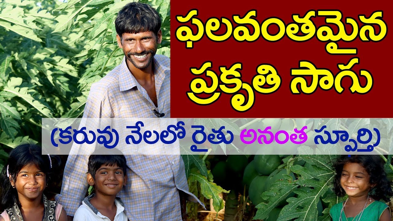 రైతుదేవోభవ-As Sweet As It Can Get II ZBNF Success in Papaya Cultivation