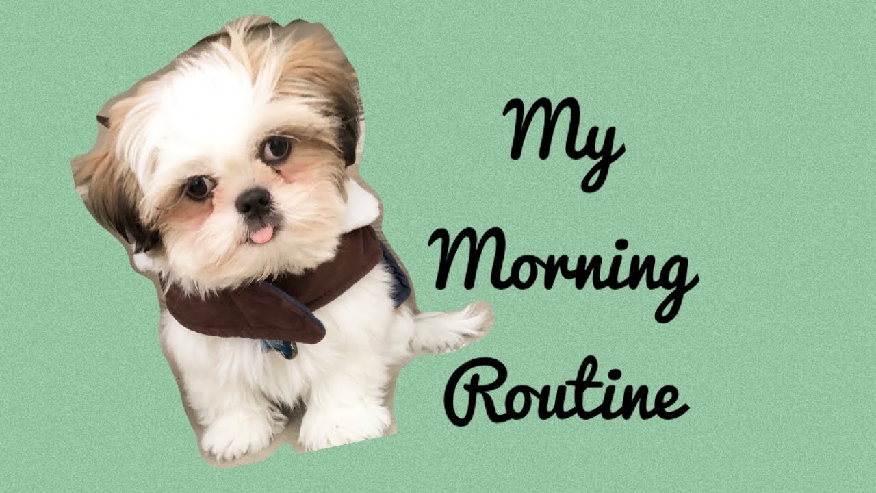 Shih Tzu puppy Morning Routine | What dog food I eat
