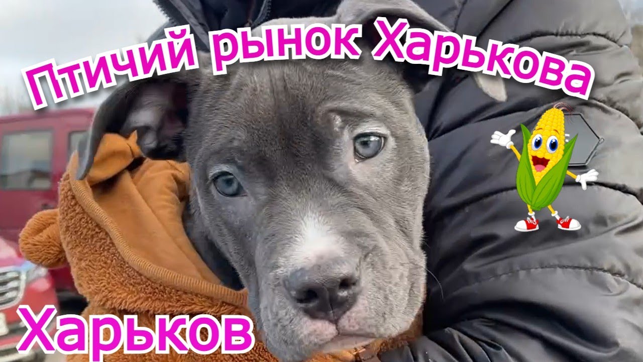 Птичий рынок Харькова — Ярмарка Живой Природы!!!