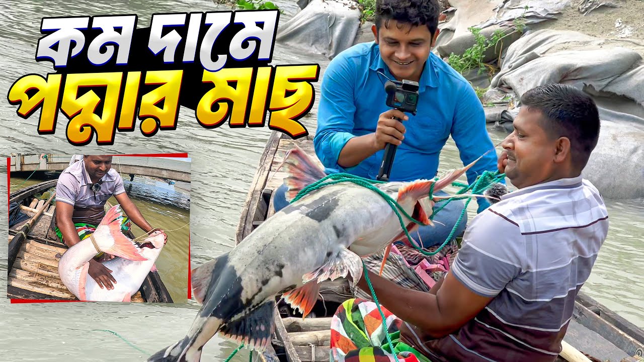 দৌলতদিয়া ফেরিঘাটে কমদামে ইলিশসহ বড় মাছ কেনার কৌশল। Daulatdia Ferry Ghat Unique Fish Selling System