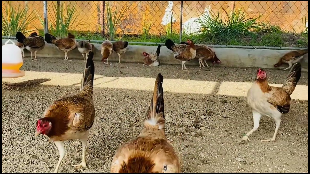 Price list ng ating mga broodstag at pullet