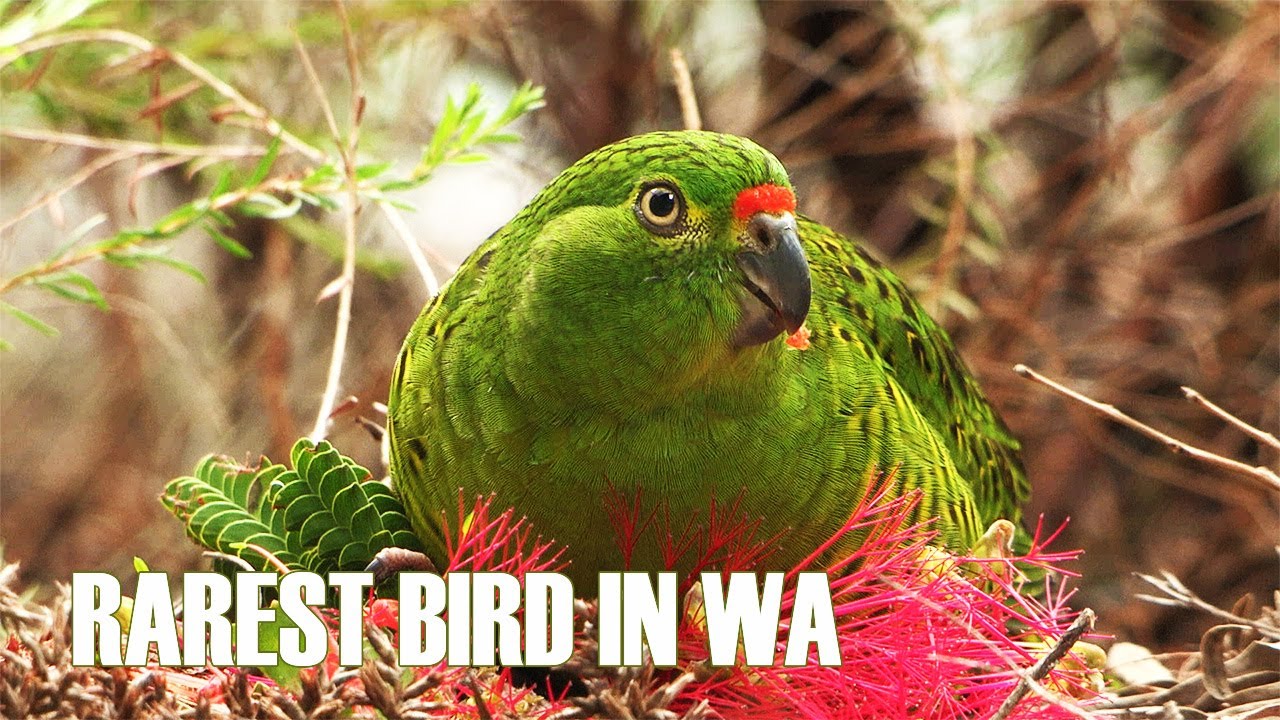 Secrets at Sunrise - Saving the Western Ground Parrot from extinction