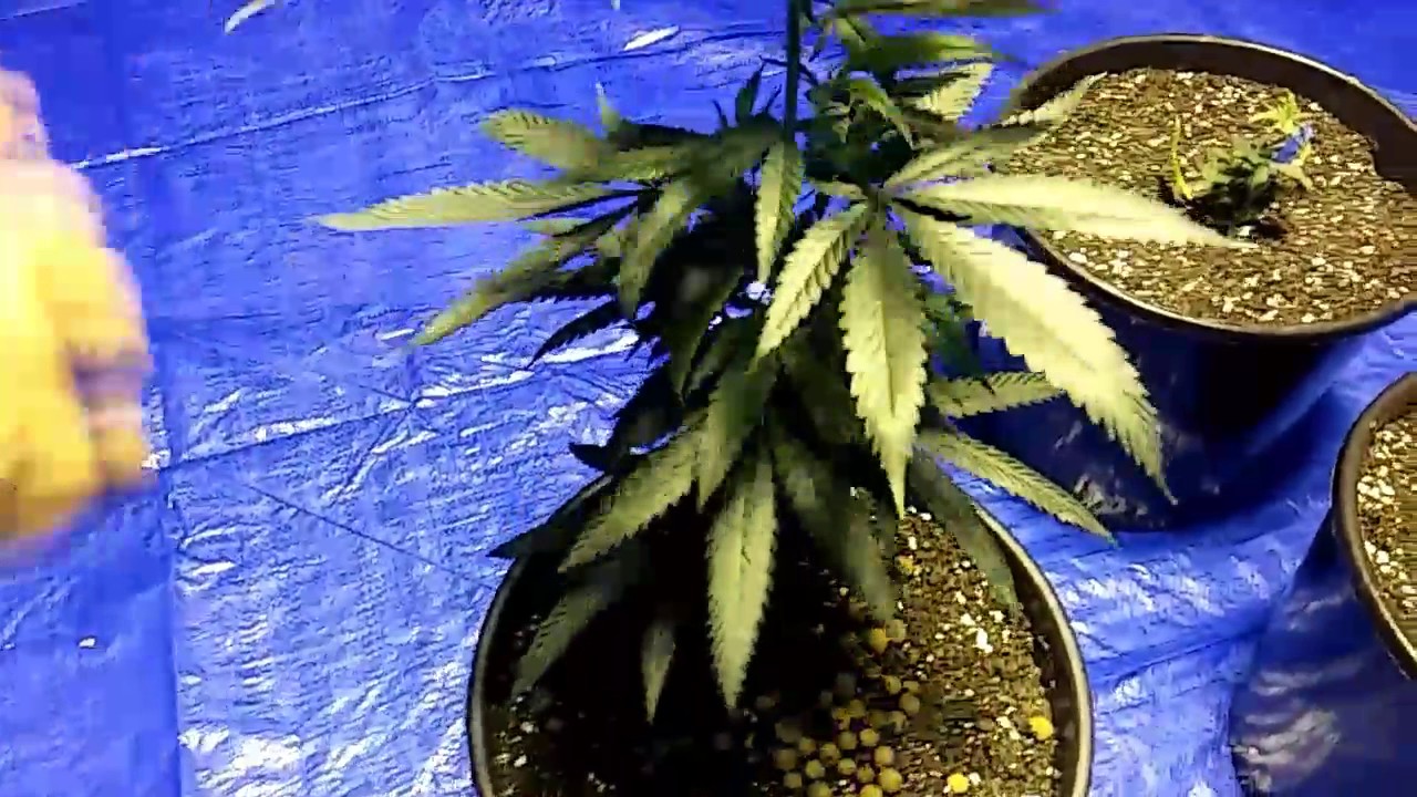 Growing weed in my basement