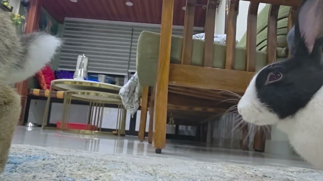 Quality time with HUNNY bunny 🐇🐇