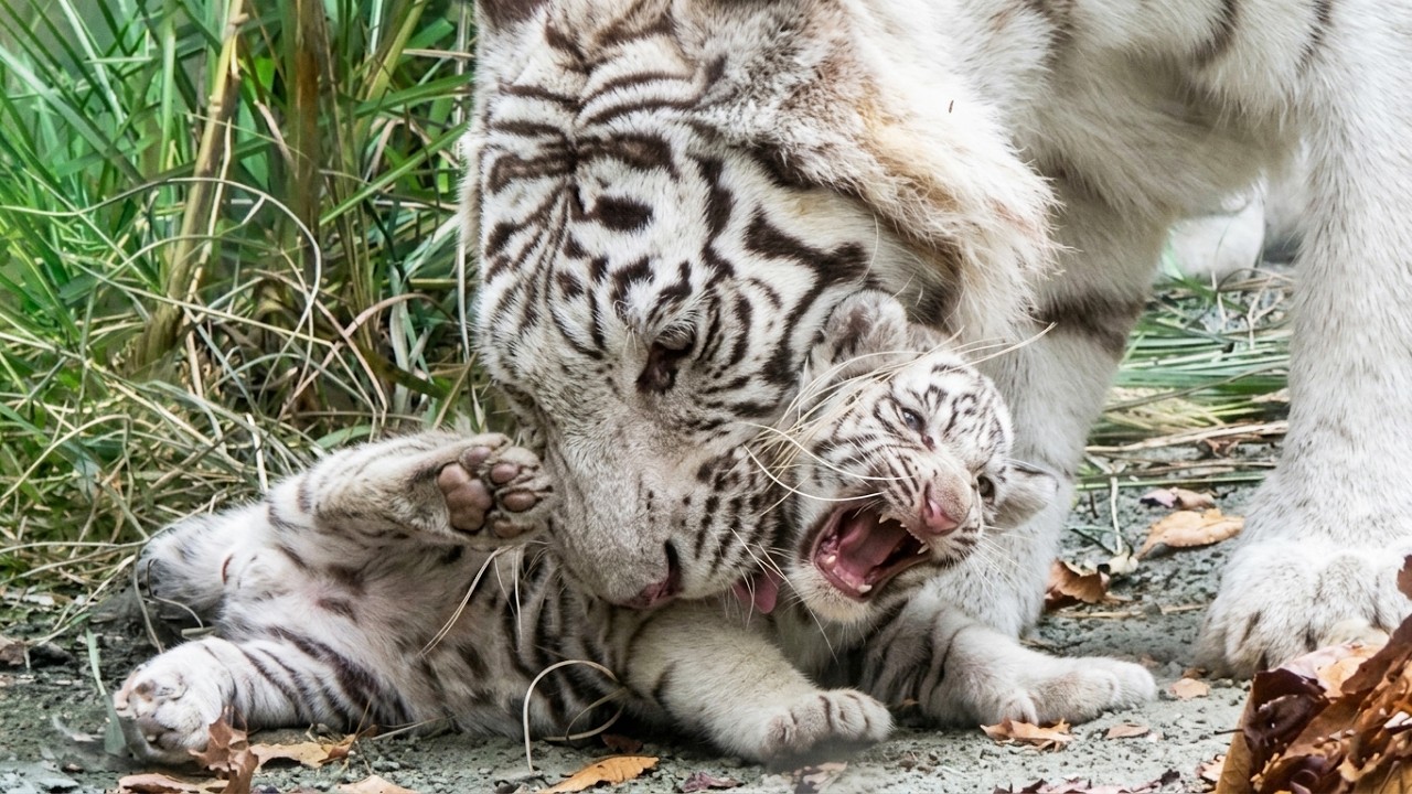 Милое сопротивление Сигуре: он совсем не хочет, чтобы его несли! 🤣🐯