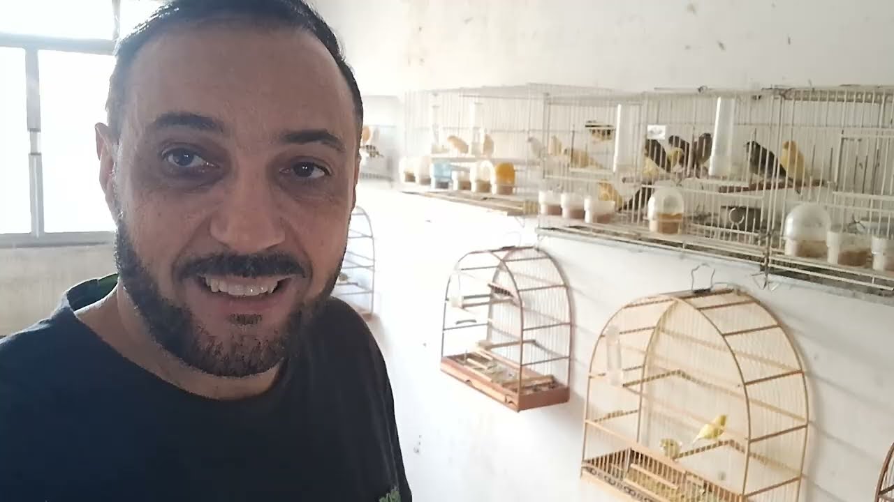 O CANÁRIO BELGA  É  LINDO 