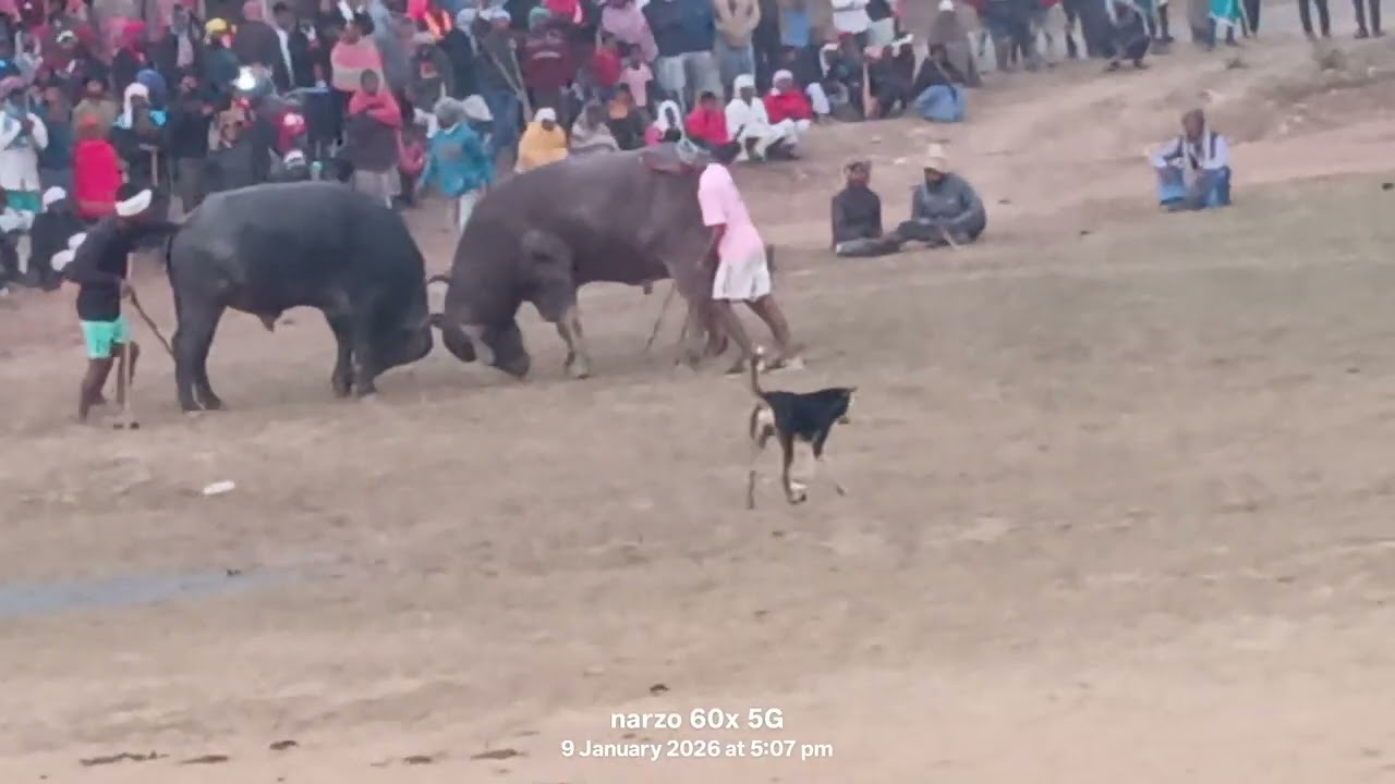 बिड़किबथन काड़ा रोपोक