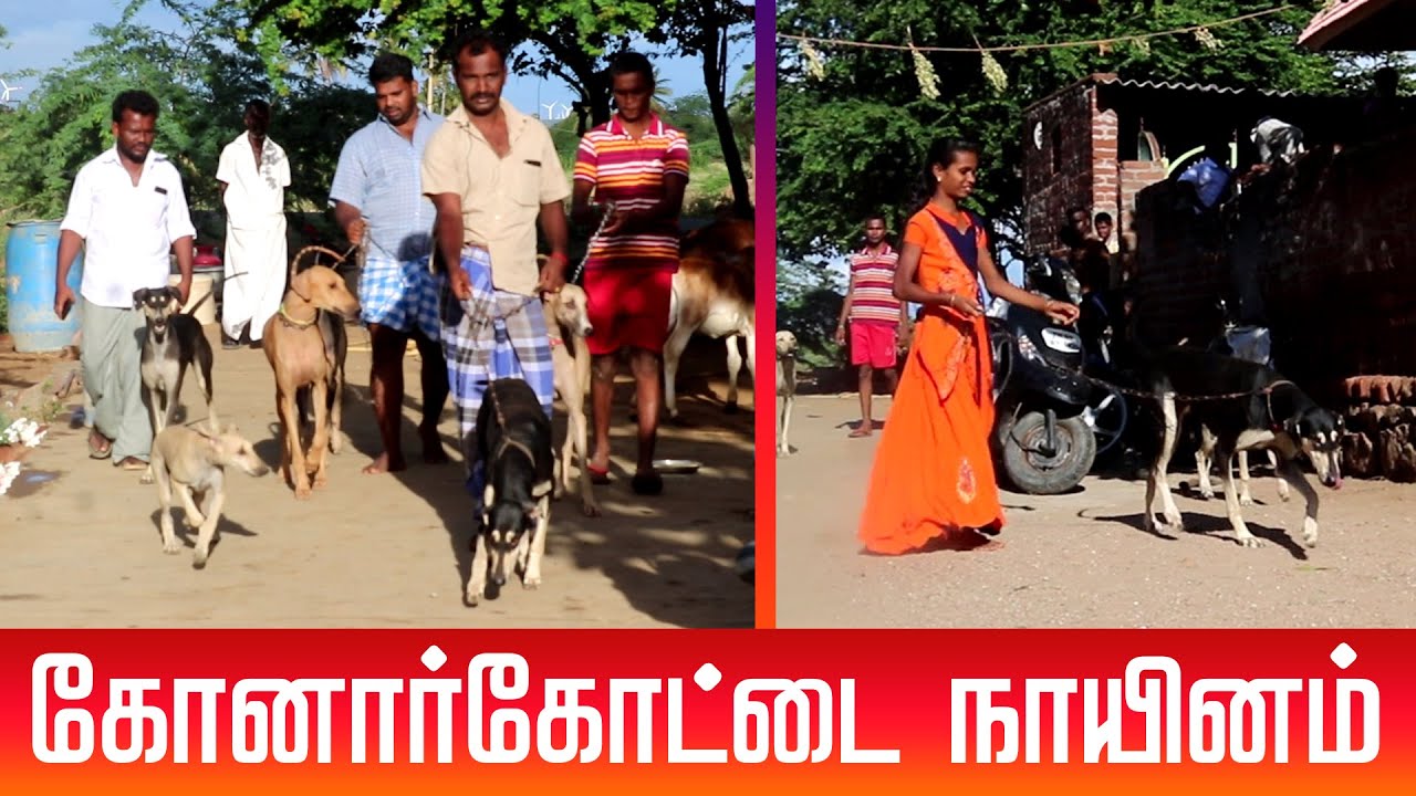 கோனார்கோட்டை வேட்டை நாய் | Tamilarin Veera Marabu