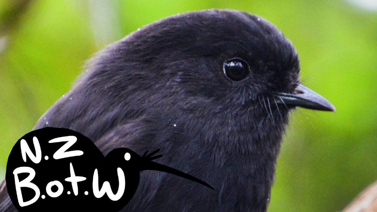 Black robin - New Zealand Bird of the Week