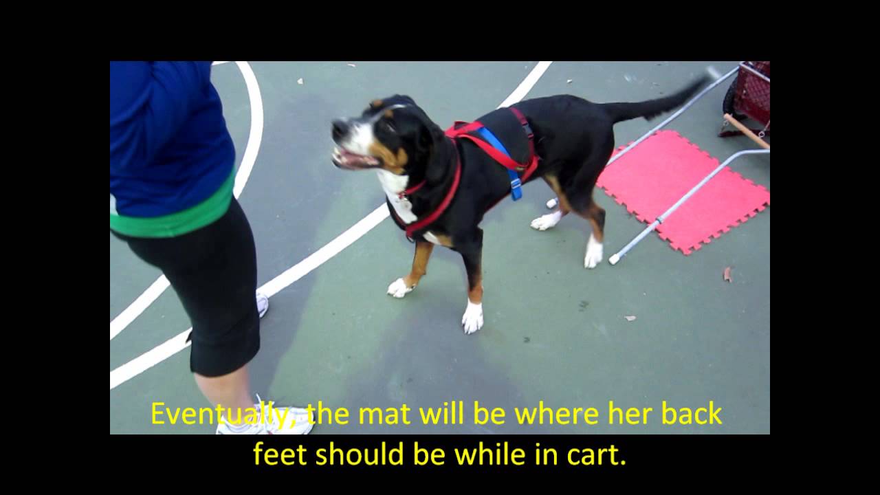 Greater Swiss Mountain Dog Backing up into a cart - drafting / carting