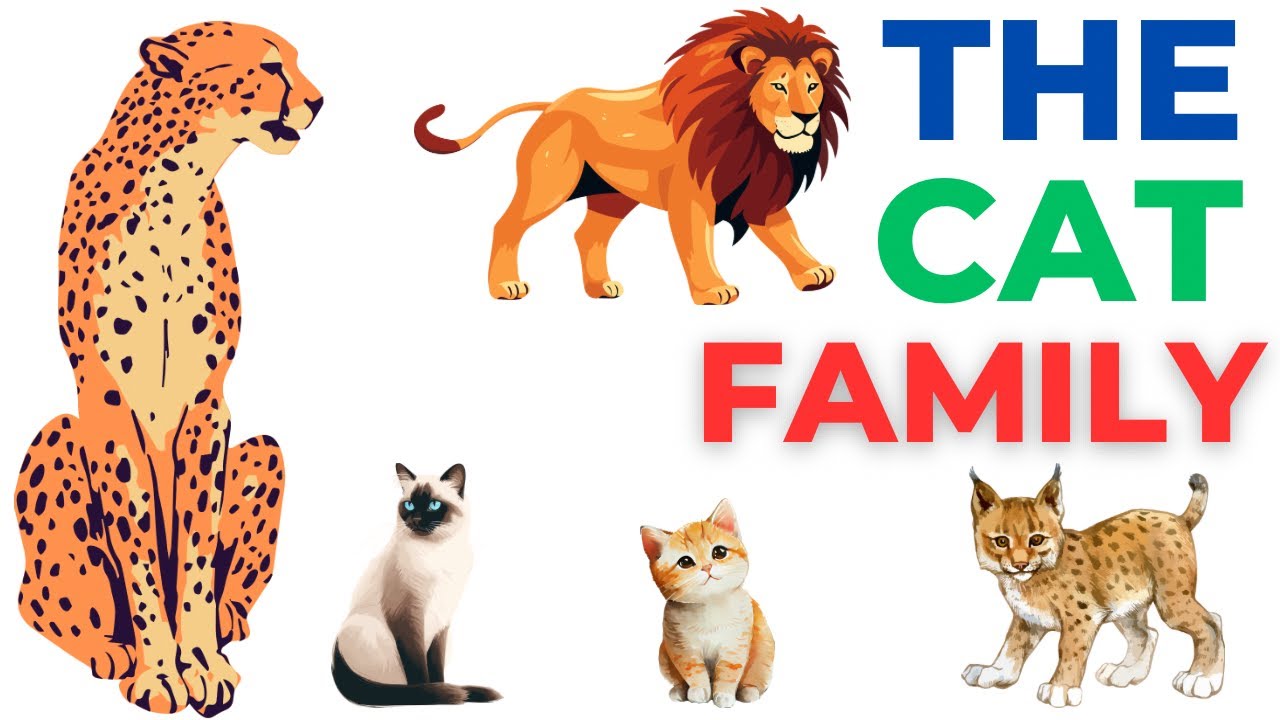 The Cat Family: Big Cats, Small Wild Cats, and House Cats for Kids| Educational
