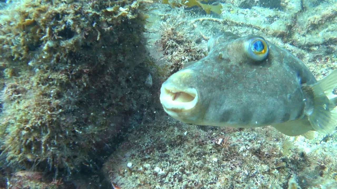 SCUBA San Pedro Nolasco - 19 y 20 sept 2018