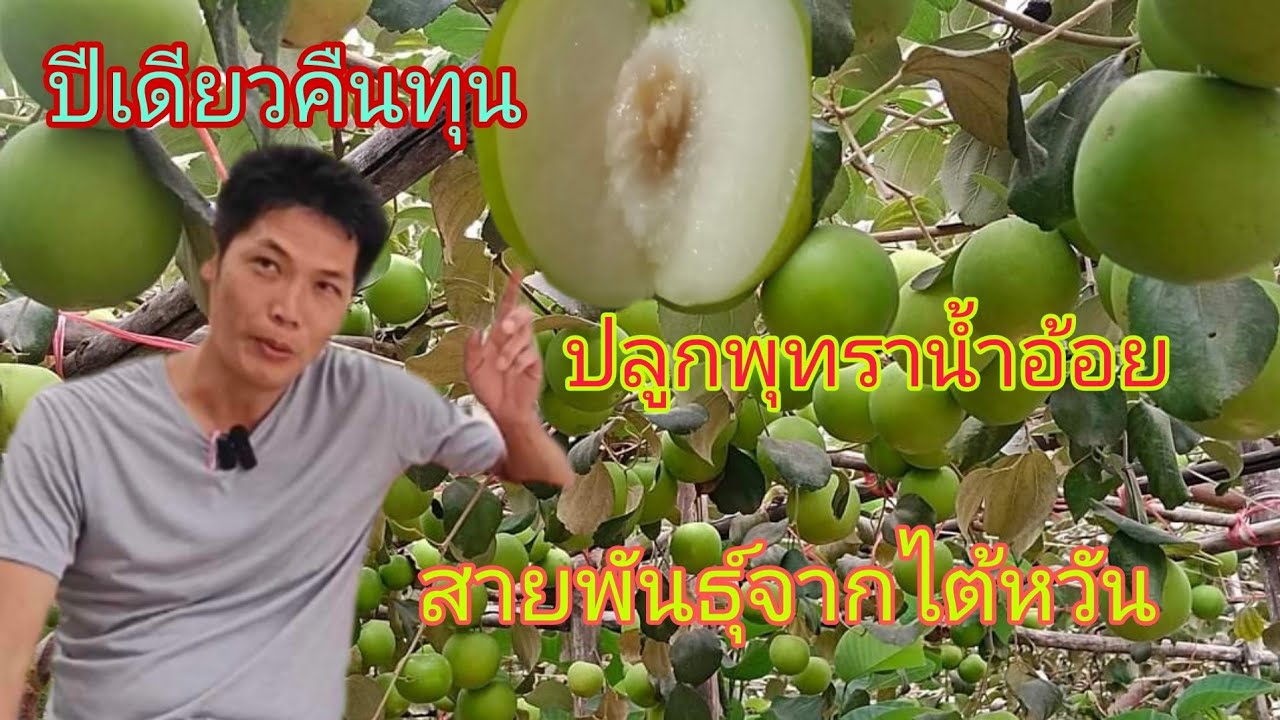 ปลูกพุทราน้ำอ้อยผลไม้ของเมืองไต้หวันสร้างรายได้เป็นอย่างดี