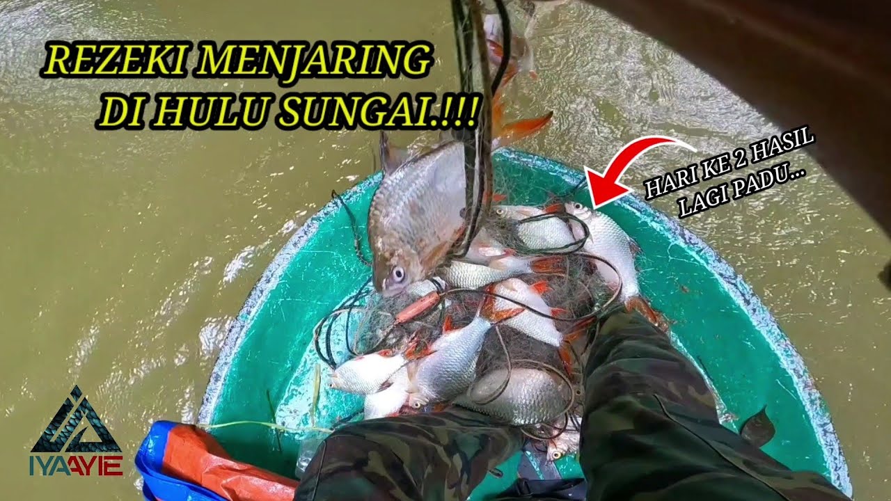 TAHAN JARING DI HULU SUNGAI.!!! HARI KE 2 HASIL LAGI PADUU...