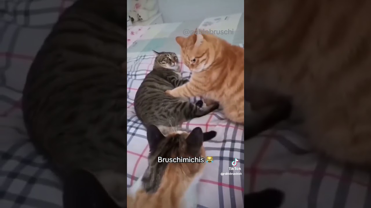 Bruschimichis 😹 creditos a @pablobruschi