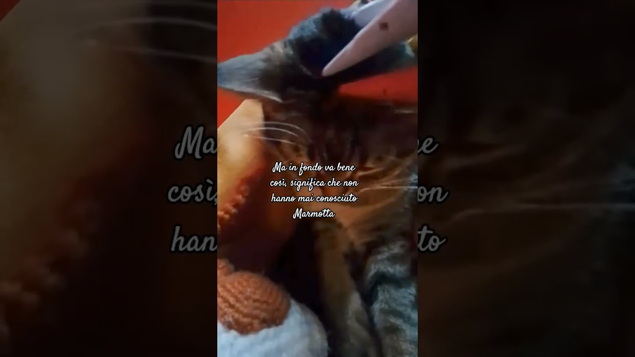 Marmotta ❤️‍🩹🌷