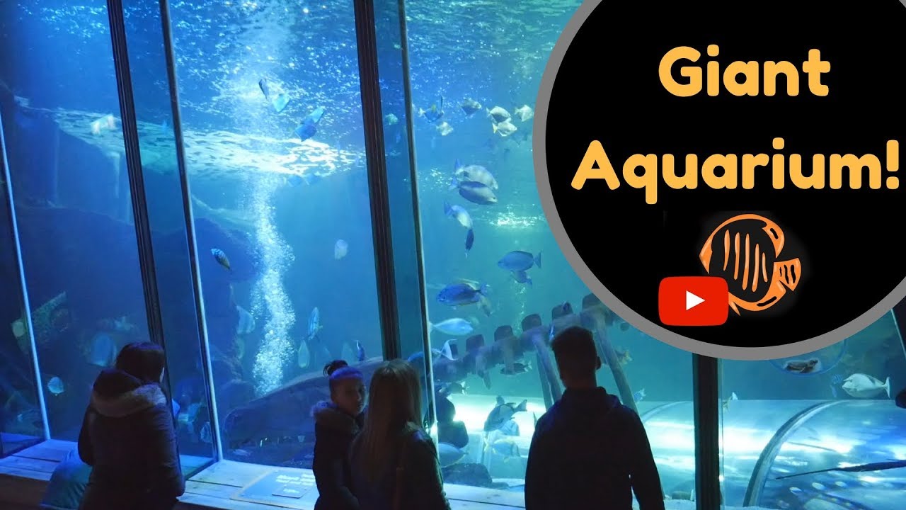 Sea Life Centre Hunstanton - 2018 tour.