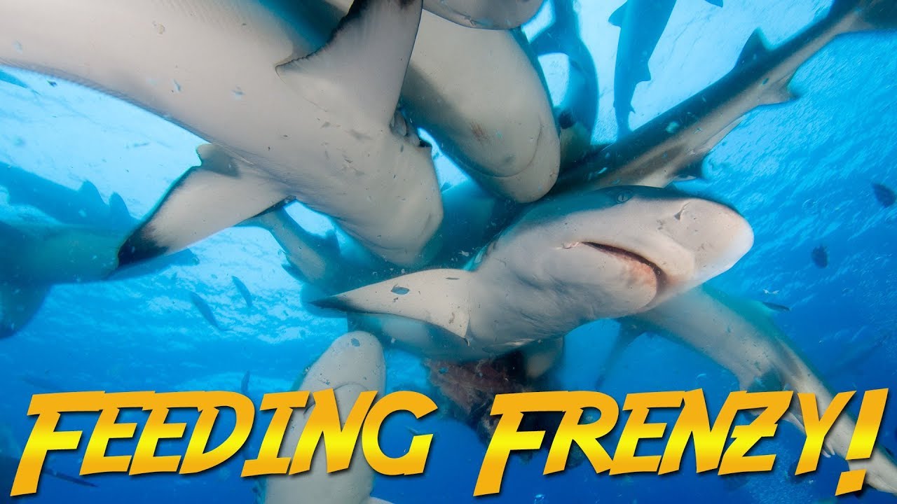 Gray Reef Shark Feeding Frenzy! | JONATHAN BIRD'S BLUE WORLD