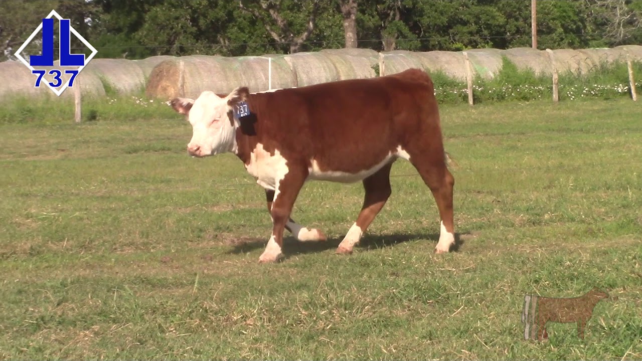 Lot 16 - DBLL JR 4312 FUZZY 737 ET