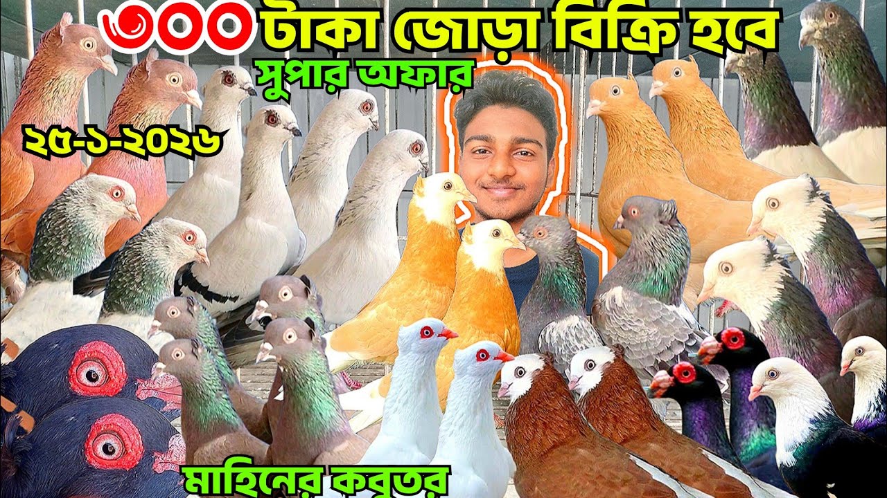 ১৫০ টাকা পিস জোরা ৩০০ কবুতর কিনুন। দামাসিন কবুতর, গিরিবাজ, গররা কবুতর,পাল্লা করা কবুতর। মাহিনের 