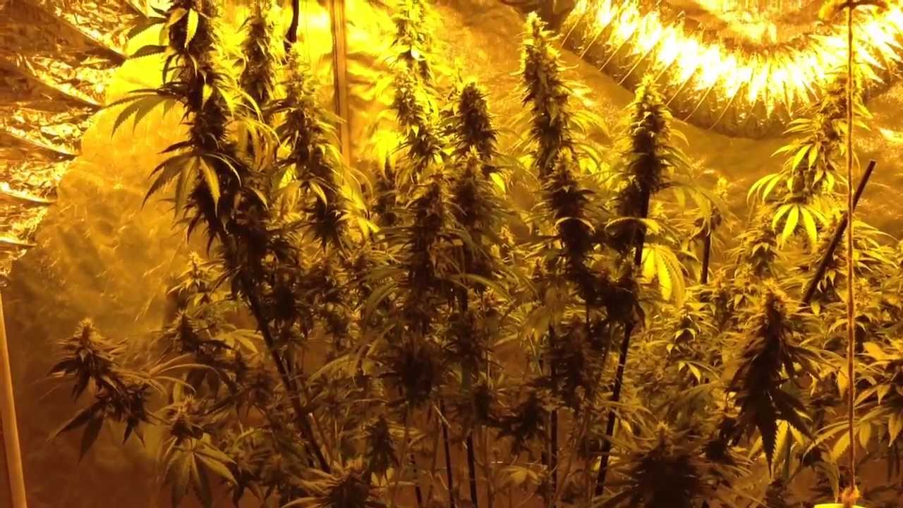 Kandy Kush and Blue Dream flower day 41