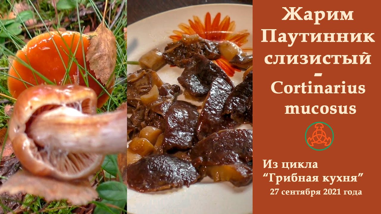 Жарим Паутинник  слизистый - Cortinarius mucosus! 