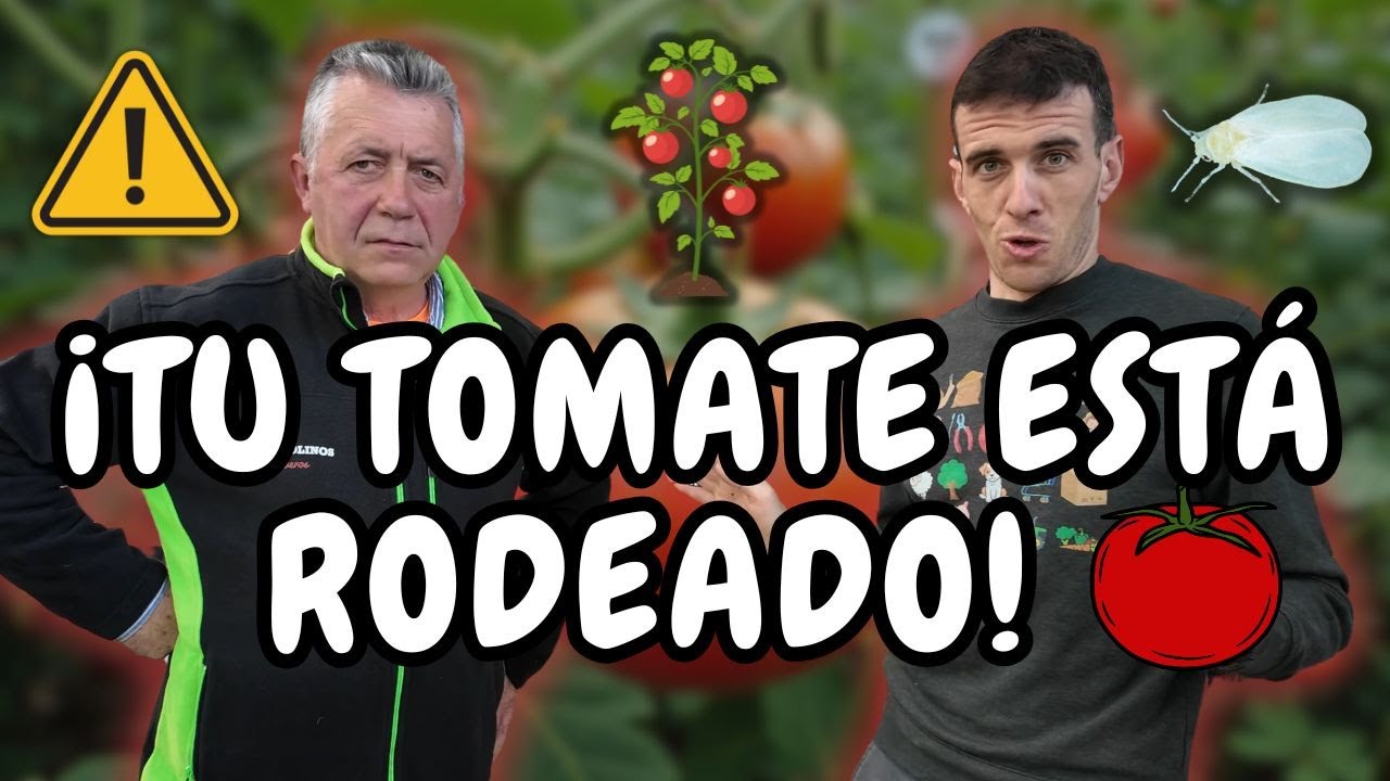 PLAGAS DEL TOMATE: Cómo Detectar y Eliminar Tuta, Mildiu y Mosca Blanca Paso a Paso 🍅🔥