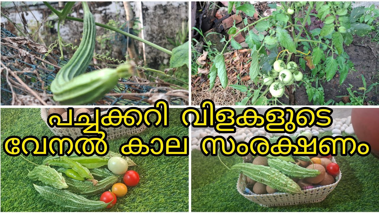 ചൂട്  കാലത്ത്  പച്ചക്കറി  വിളകള്‍  എങ്ങനെ സസംരക്ഷിക്കാം / ഇന്നത്തെ  വിളവെടുപ്പ് 