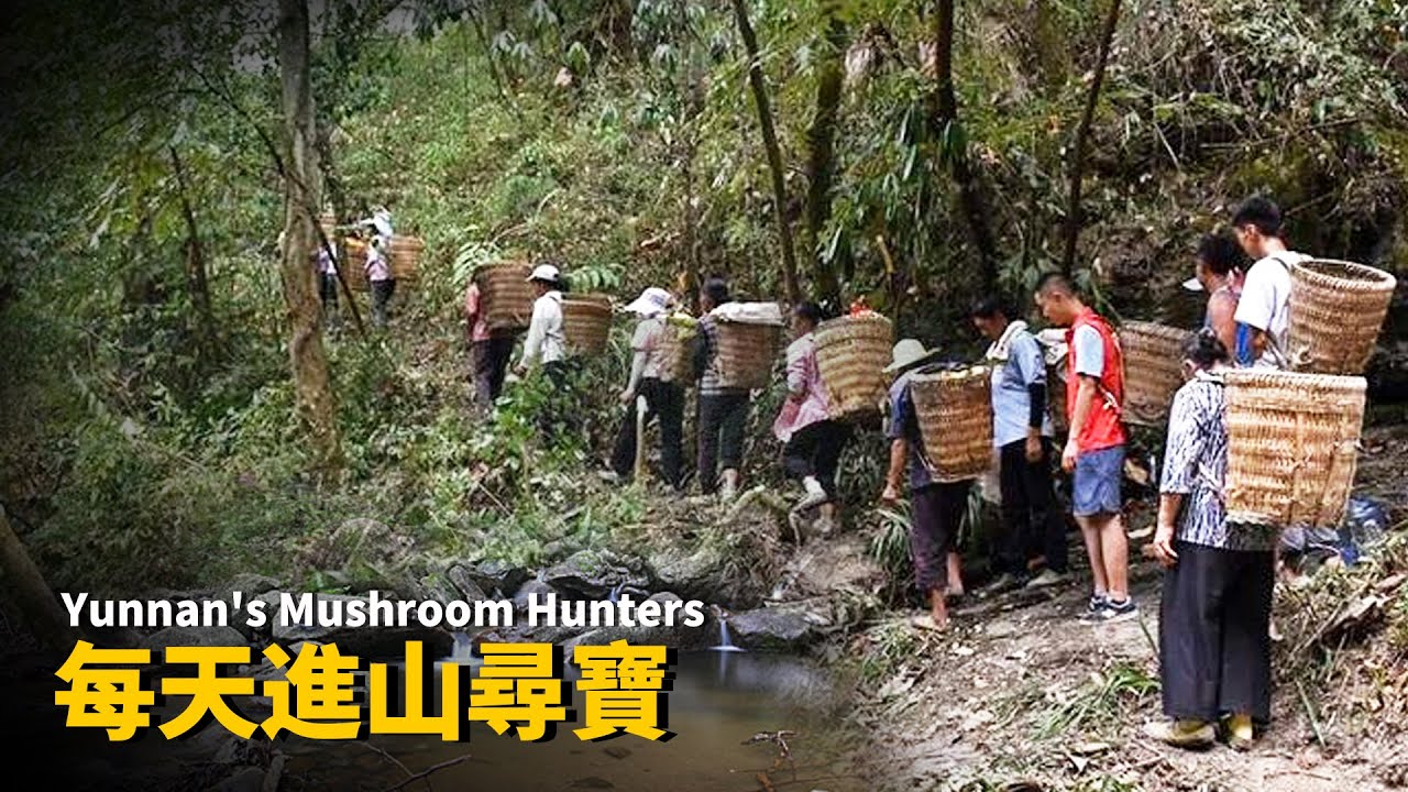 На рассвете они идут в горы Юньнаня за сокровищами стоимостью 75000 рублей за утро