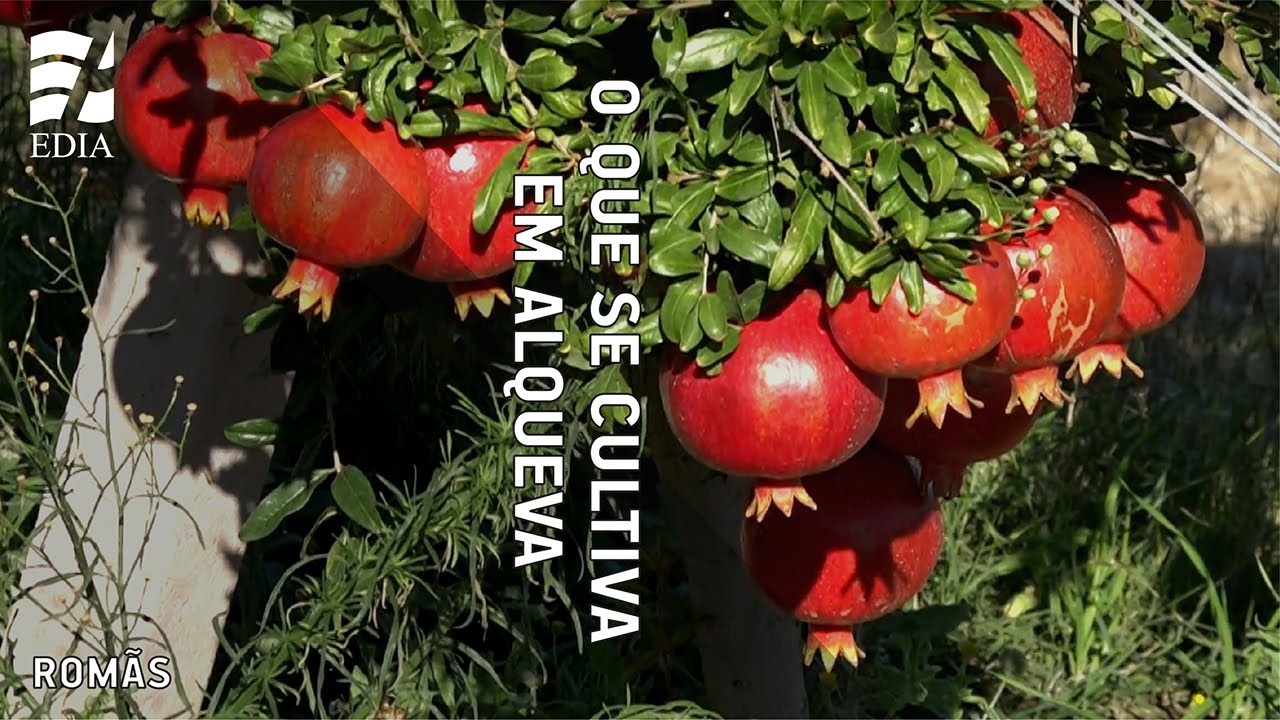 O que se produz em Alqueva... Romãs