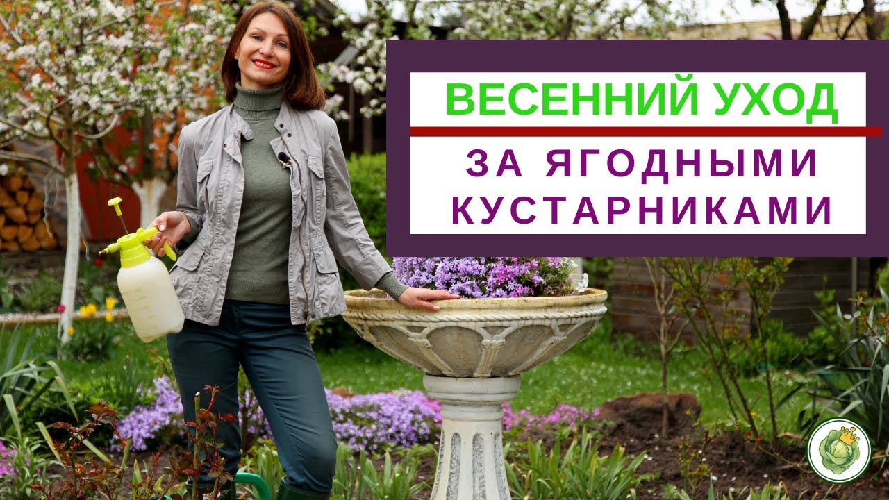 Весенний уход за ЯГОДНЫМИ КУСТАРНИКАМИ - обрезка, обработка, удобрения