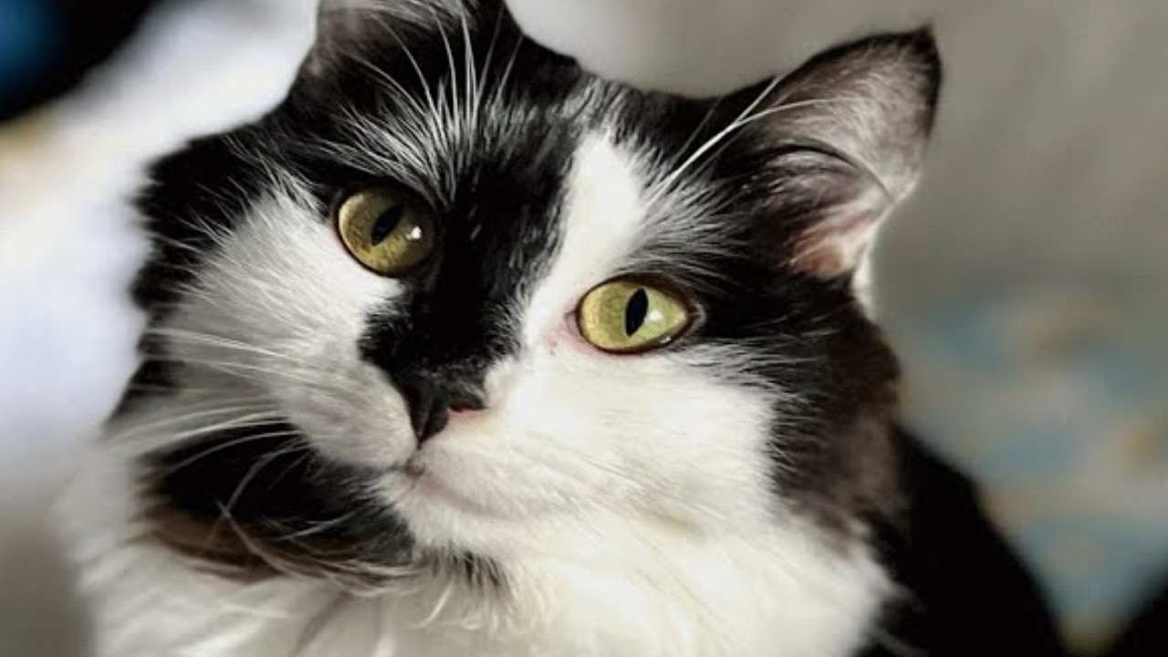 Disabled cat was about to be euthanized  This woman took her home