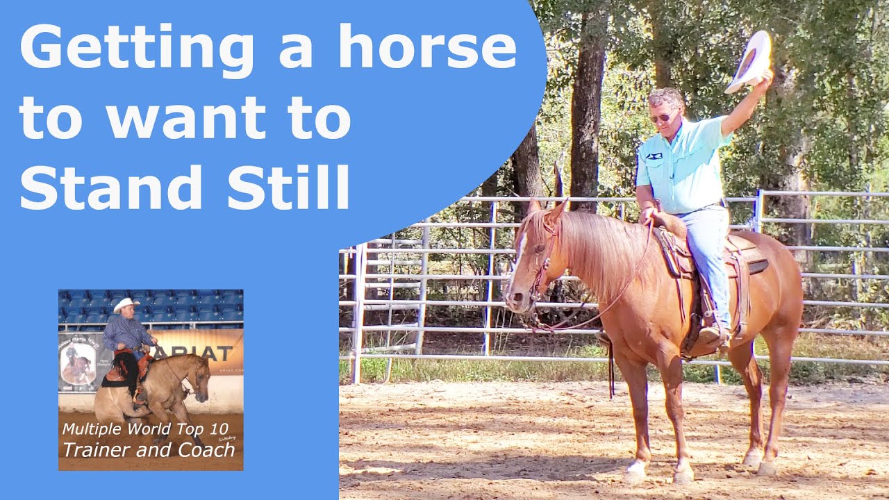How to teach a horse to stand still