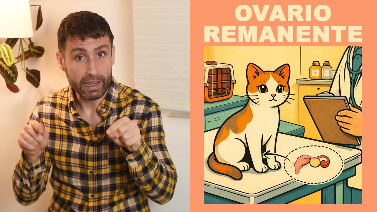 ¿Qué es el ovario remanente y por qué le pasó a mi gata esterilizada?