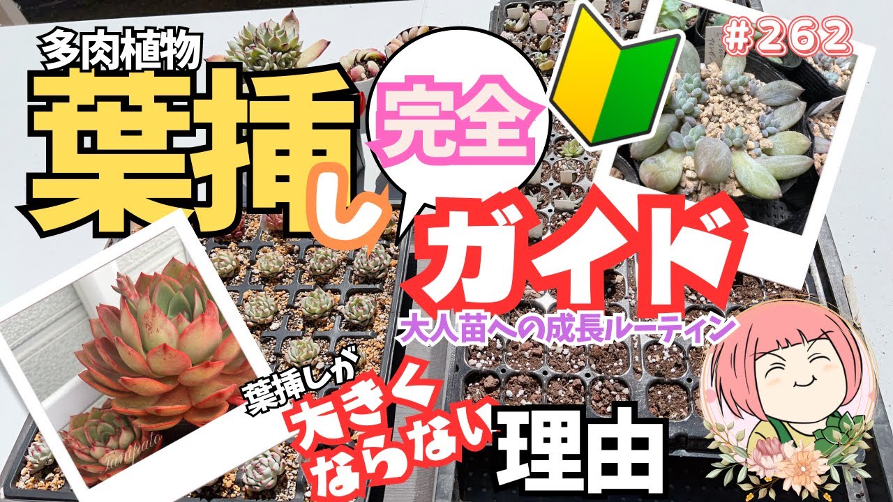 多肉植物の葉挿し完全ガイド🔰葉→おひとり様までの葉挿しルーティン🌵葉挿しが大きくならない理由【多肉植物】No262