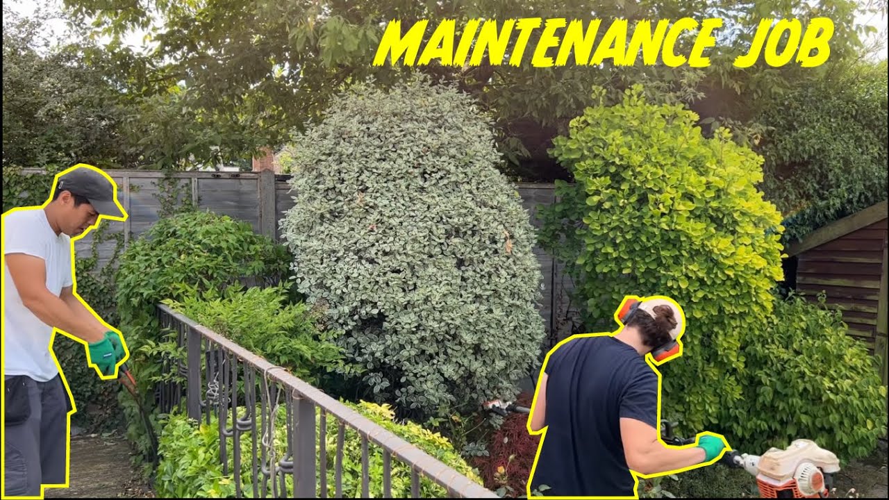 Another Day Another Garden Maintenance Job | Hedge Trimming | Weeding | Bush Removal | Lawn Care