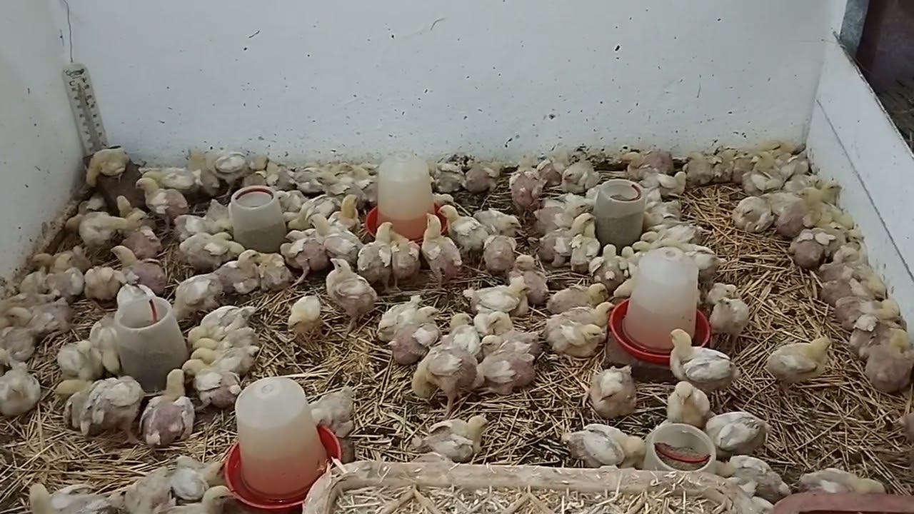 الطريقة الصحيحة لتربية الفلوس الرومي ،🐥🐥 بدون تكاليف