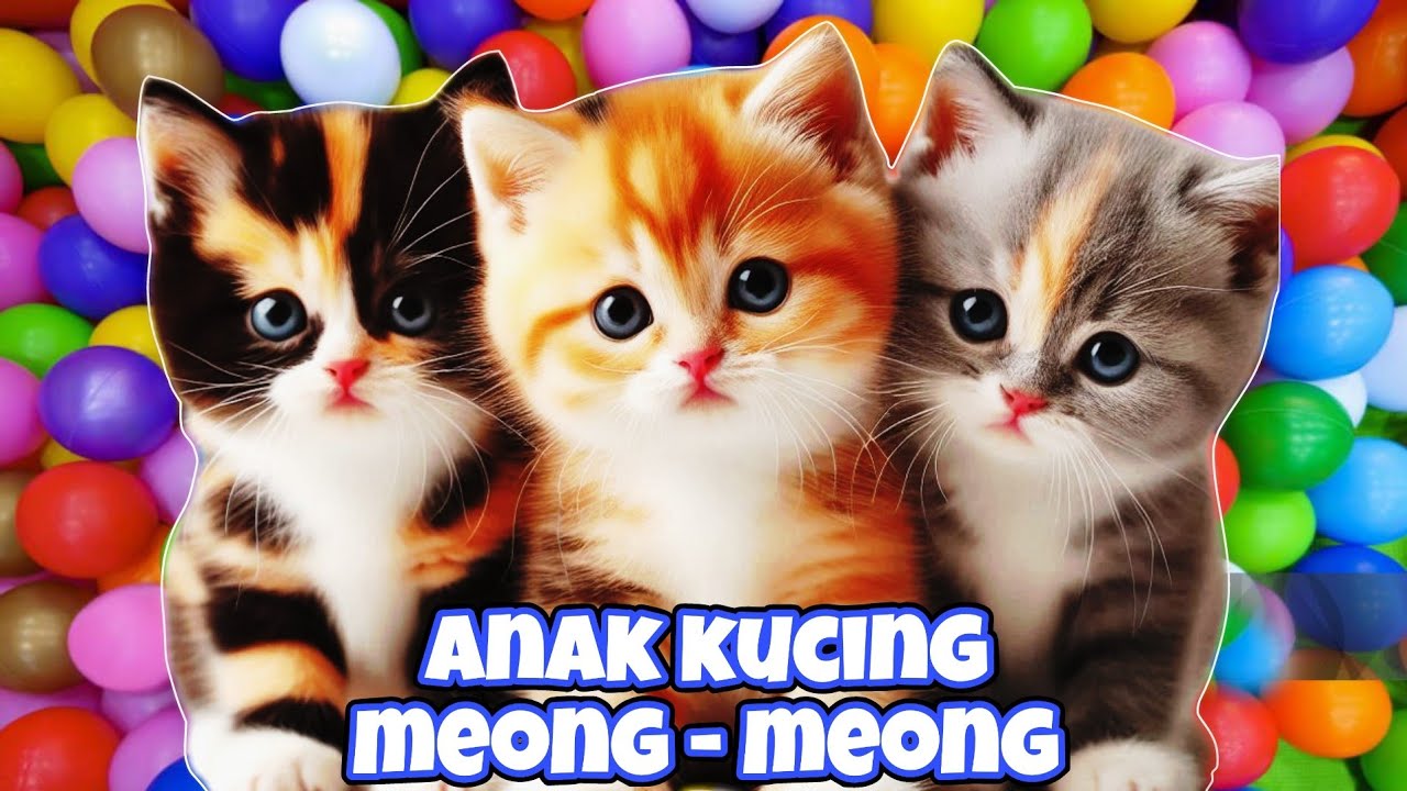 anak kucing meong meong ibu kucing meonganak kucing meong-meong ibu kucing meong-meong  #kucinglucu