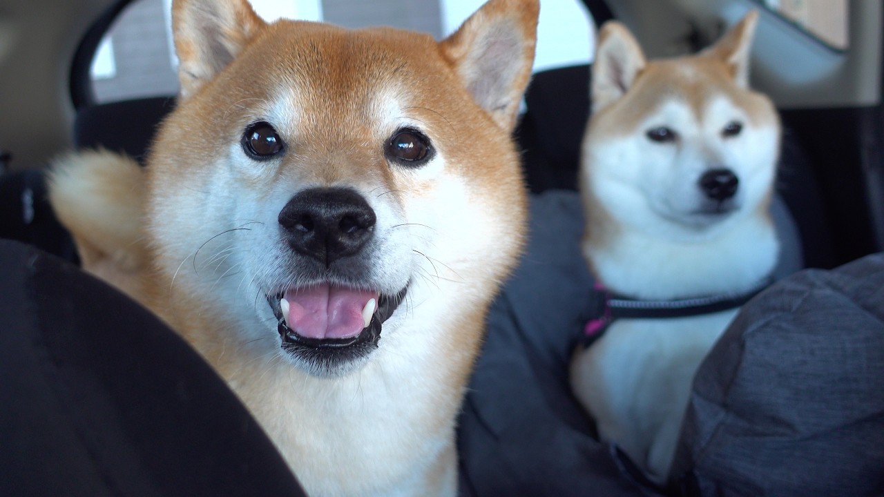 柴犬が犬語で何かを伝えてきます