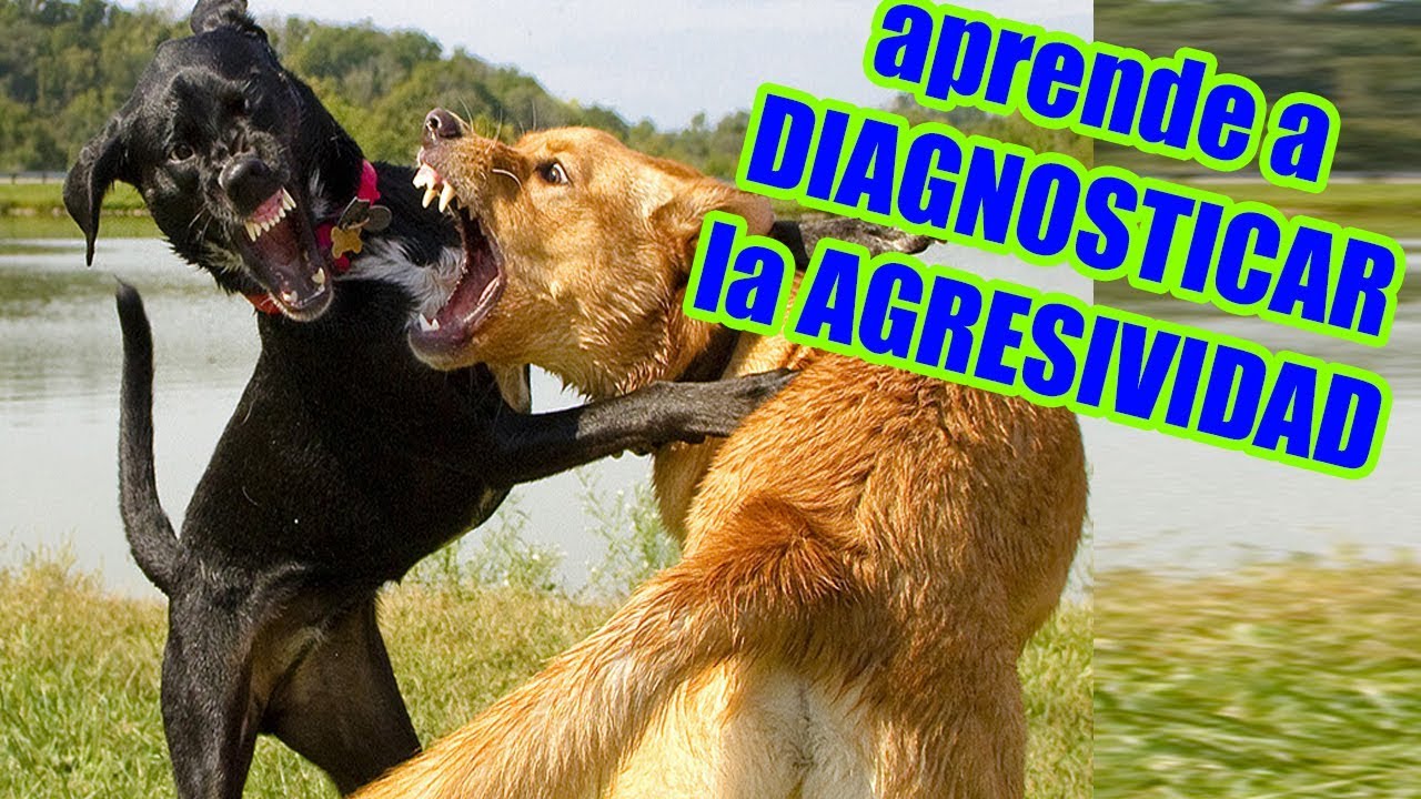 Aprende a diagnosticar la agresividad canina (perros que se pelean)