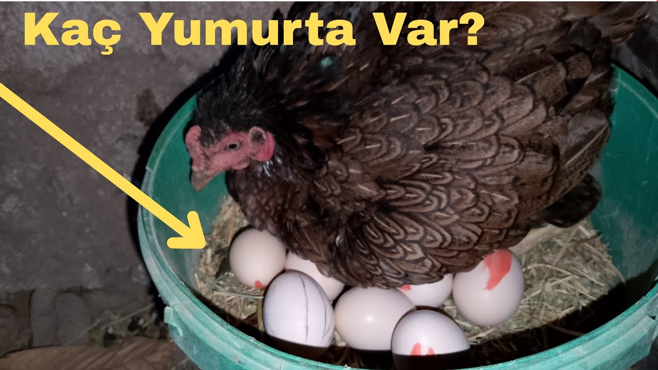 Küçük Tavuğuda Yatırdım.!-Kümesin Son Durumu.!