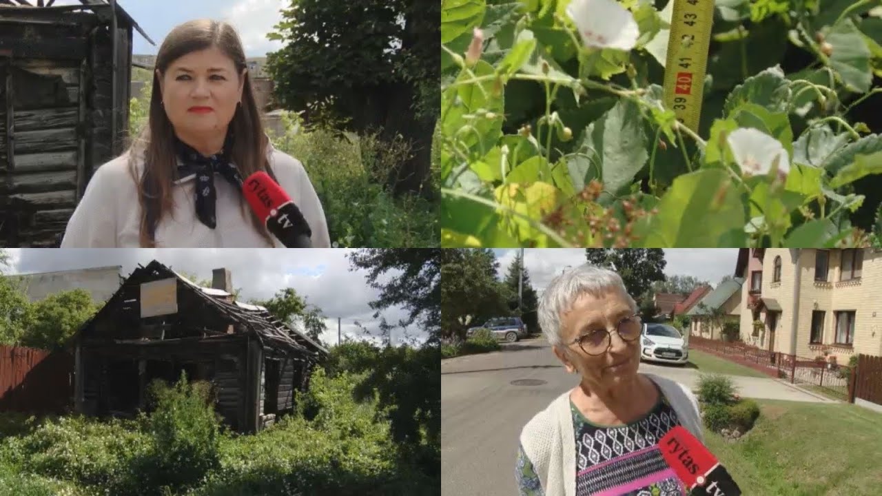 Panevėžyje žolės aukštį matuoja centimetrais: aukštesnė, nei leidžiama prišaukia baudą
