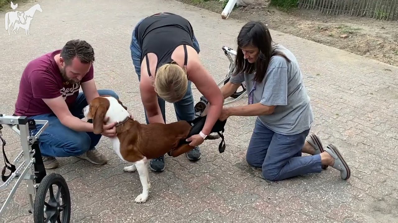 Hund ohne Hinterbeine bekommt seinen ersten Rollstuhl - Rollihund Ajax vom De Hun'nenhoff