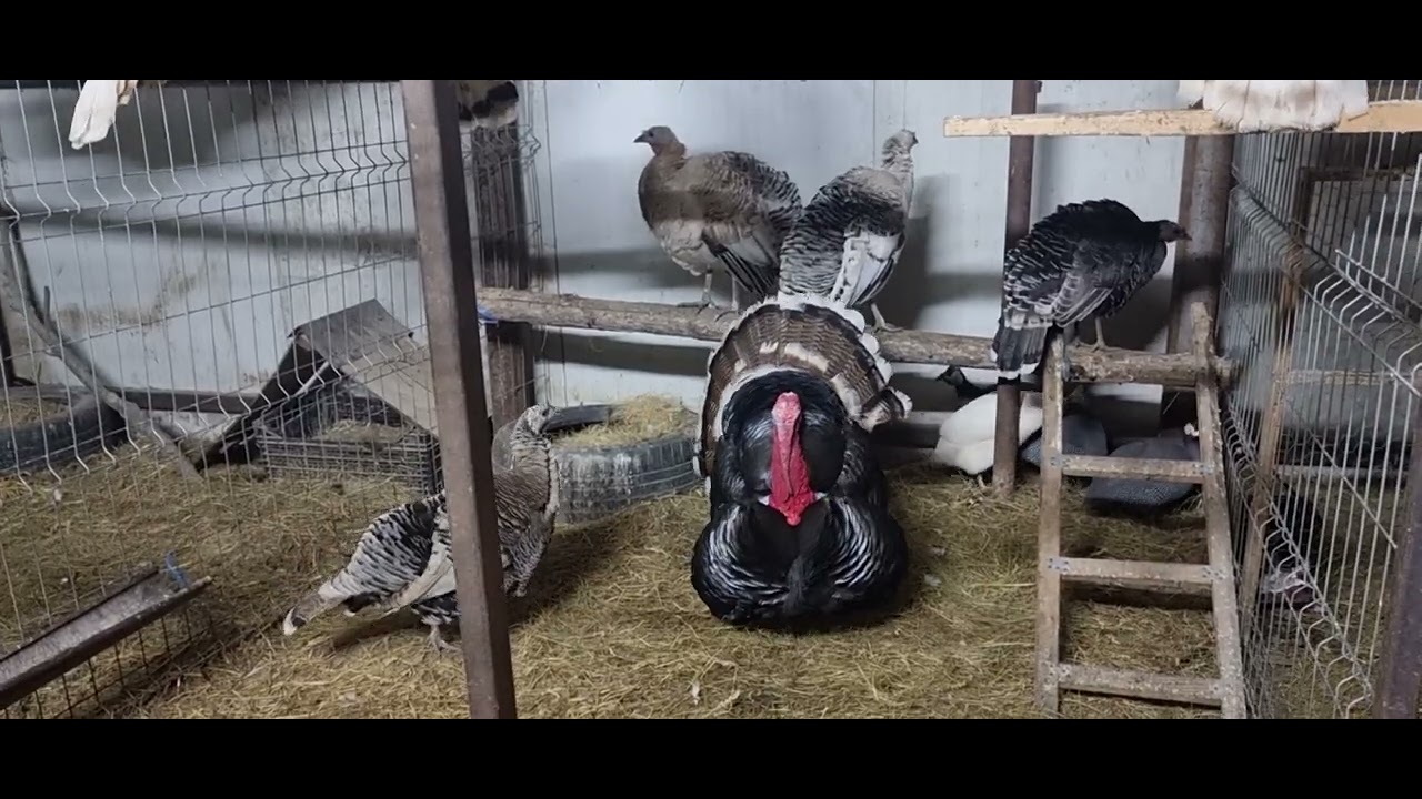 Gaini pitice și curci țărănești🐓🦃