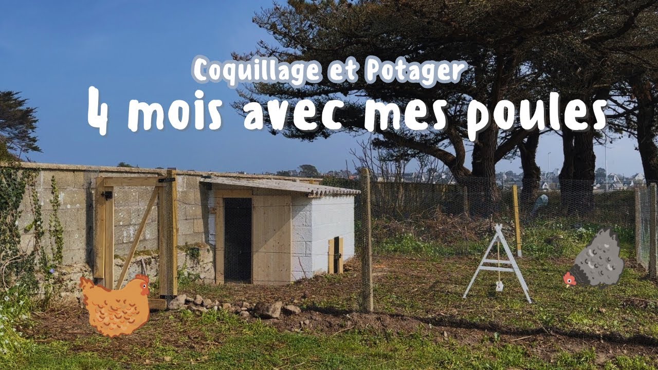 Comment mes poules ont chang&eacute; mon quotidien