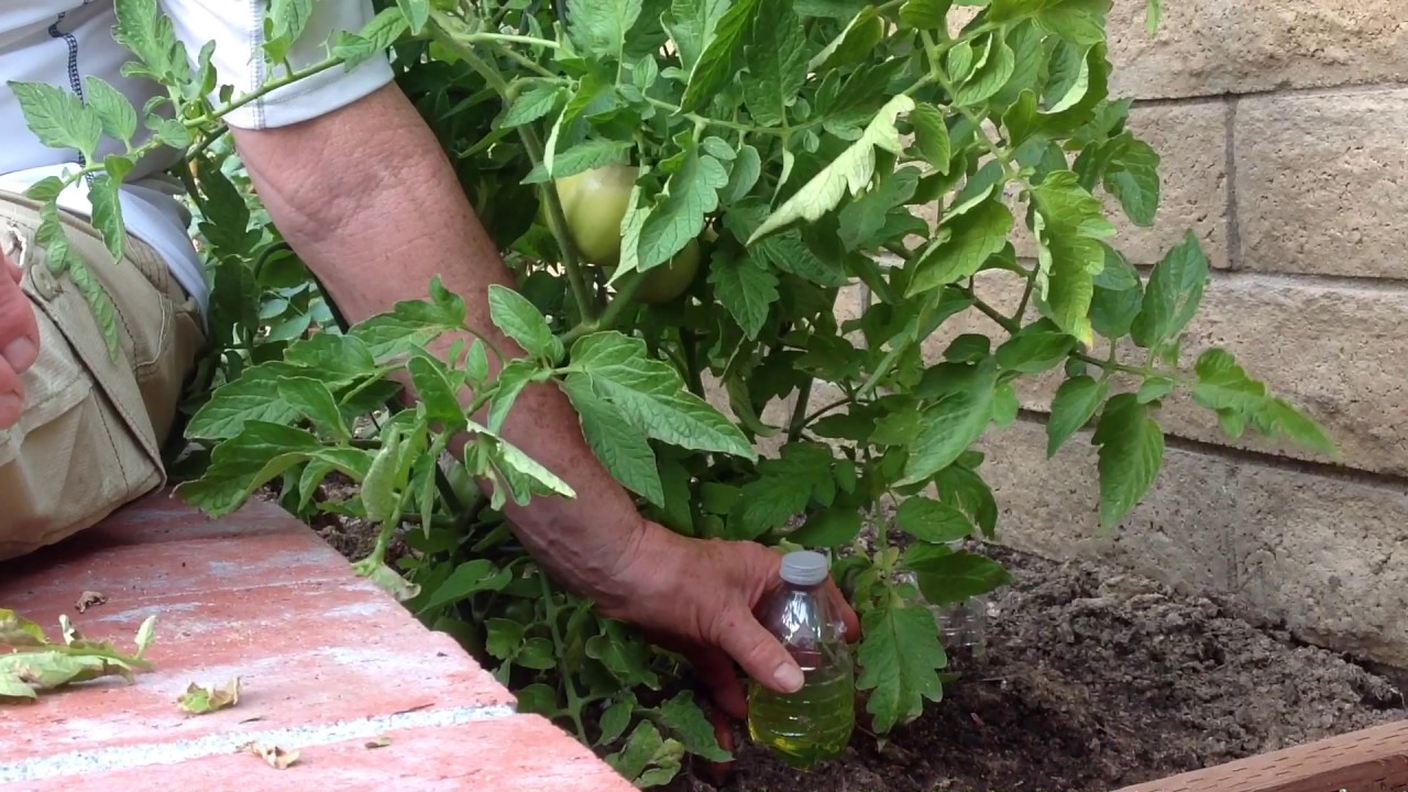 How to keep rodents off your vegetable plants!!!