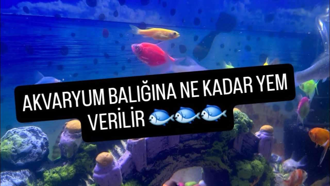 BALIKLARA NE KADAR YEM  VERILIR? [Akvaryum balığına ne kadar yem vermeliyiz]