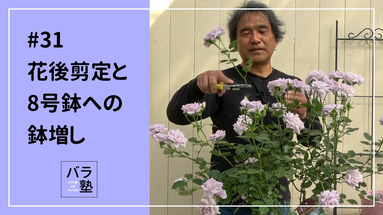 #31 花後剪定と8号鉢への鉢増し