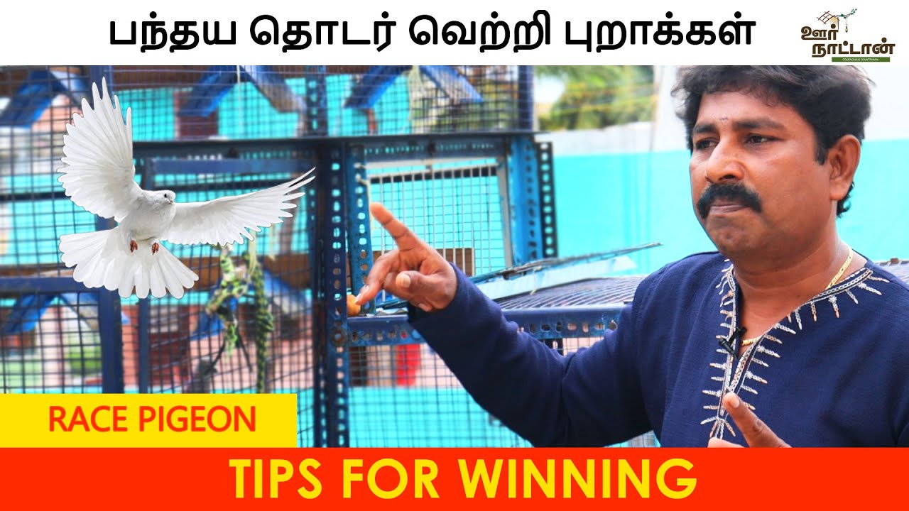 புறா பந்தயத்திற்கு கூண்டு முக்கியமில்லை | Winning Race pigeon | Oor Naattan
